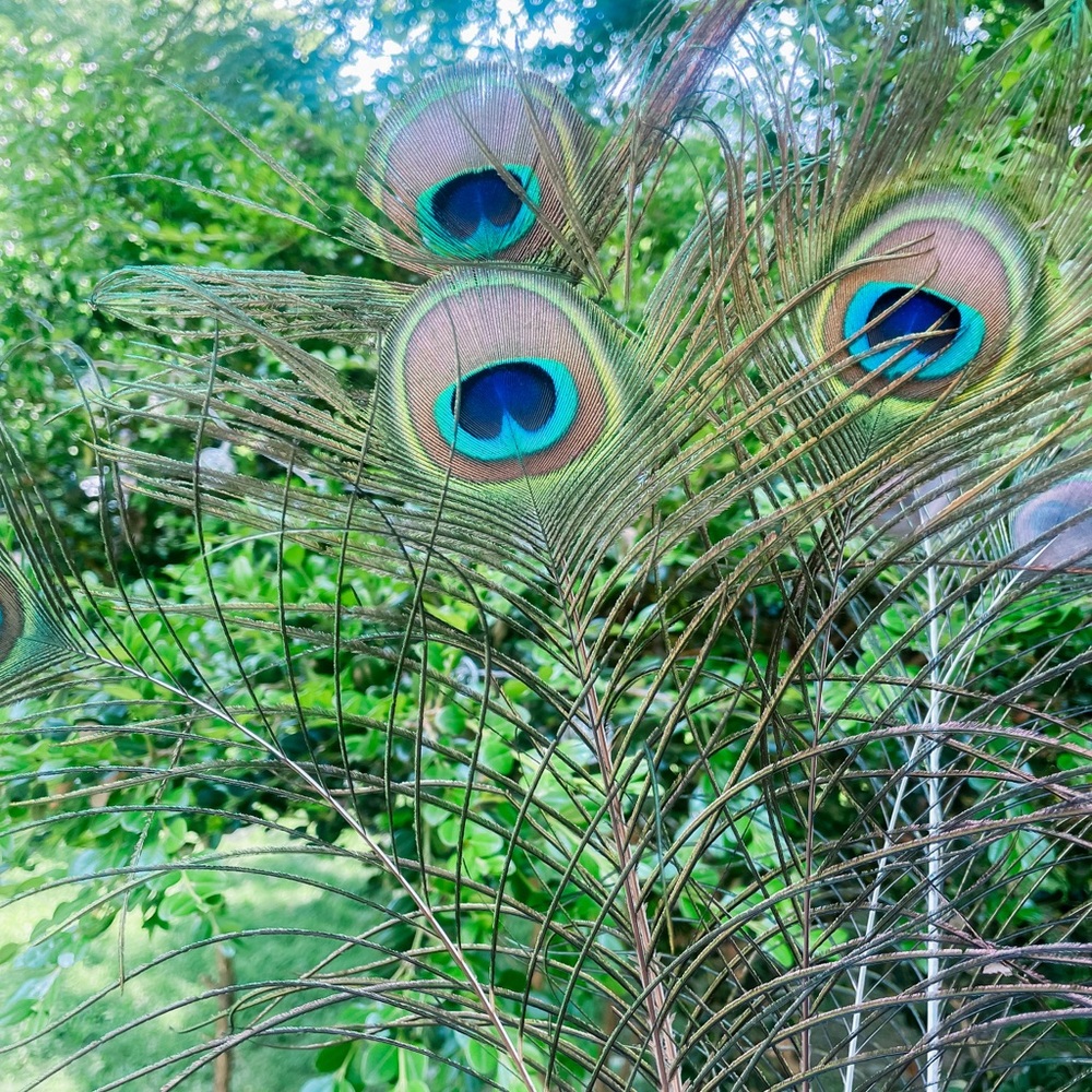 Vibrant Green and Blue Peacock Feathers with Iridescent Eyespots